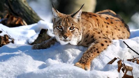  Luchs! Ein Meister der Tarnung und ein Geschickter Jäger im Unterholz