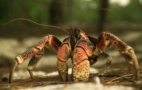  Nasutus - Ein faszinierender Panzerkrebs mit riesigem Appetit auf Aas!