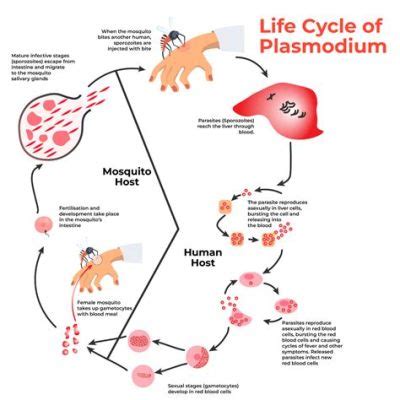  Plasmodium - Ein winziger Parasit mit riesiger Wirkung auf die menschliche Gesundheit!