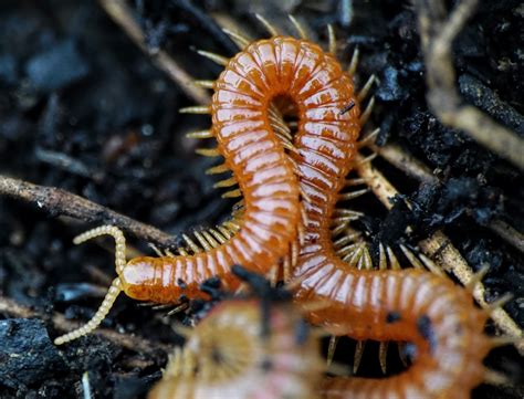  Question Mark Centipede: Is This Speedy Soil Dweller Secretly A Master Of Disguise?