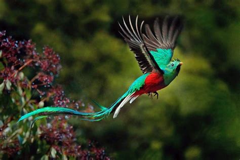  Quetzal! Der Vogel mit prachtvollen Federn die dich an einen tropischen Traum erinnern lassen