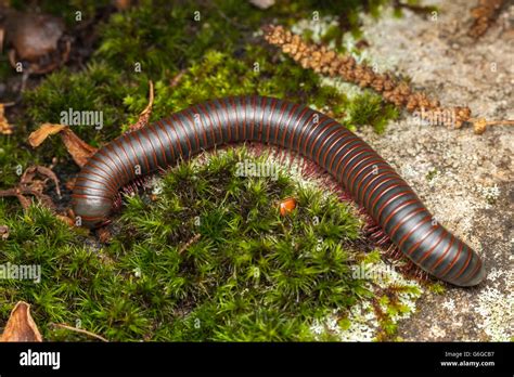  Narceus americanus: Ein Vielbeiner mit außergewöhnlichem Bewegungsdrang!