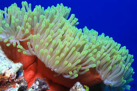  Warnen Sie Ihre Nachbarn! Dieser faszinierende Seepolyp mit Tentakeln wie ein Regenbogen mag keine ungebetenen Gäste!