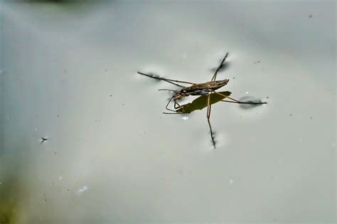  Wer microscopic Wasserläufer sind und warum Sie ihre faszinierenden Fähigkeiten schätzen sollten!