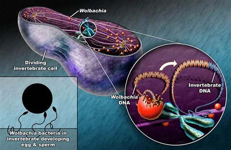  Wolbachia: Ein unsichtbarer Parasit, der die Welt der Insekten auf den Kopf stellt!