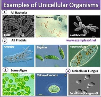  Xeramoeba! Ein faszinierendes Beispiel für die Vielseitigkeit der Einzelligen